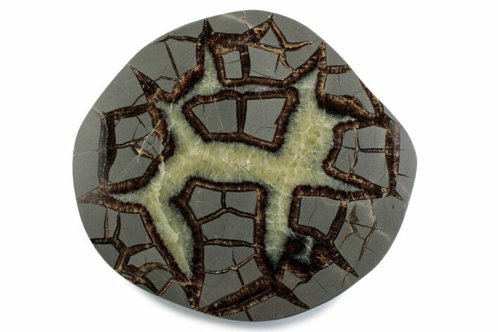 Polished Septarian Nodule End-Cut - Utah #378366